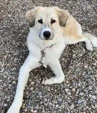 WANTED: LGD for rehoming or adoption, View more