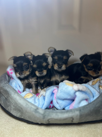 ❗️PUREBRED Yorkie puppy’s only 4 left ❗️