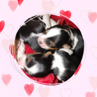 Exceptional quality Biewer Terrier puppies
