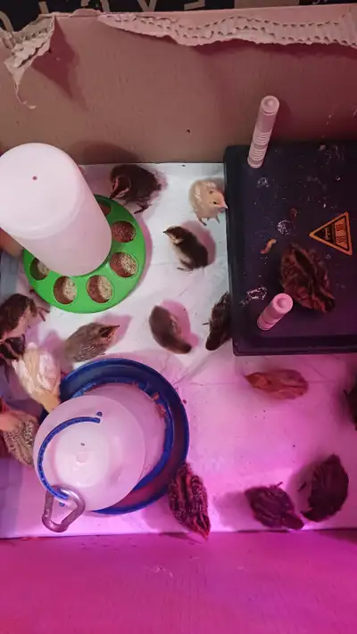 I have 5 day old and 3 week old coturnix quail chicks available. All new chicks are $8 each, they ar...