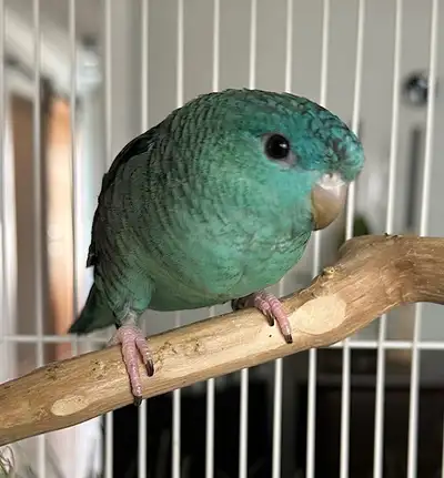 These beautiful bonded lineolated parakeets (both male, confirmed via DNA) are looking for a new hom...