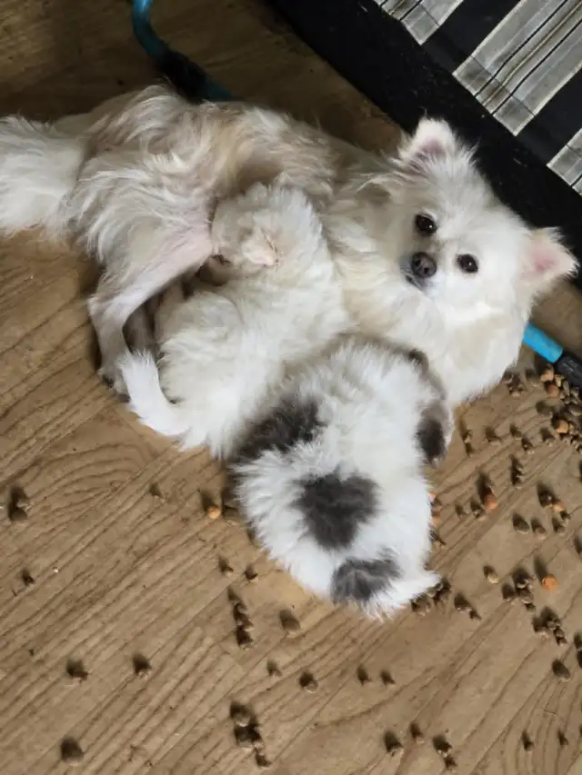3 POMERAINAN PUPS 2 BOYS 1 GIRL.  price lowered in Dogs & Puppies for Rehoming in Strathcona County - Image 6