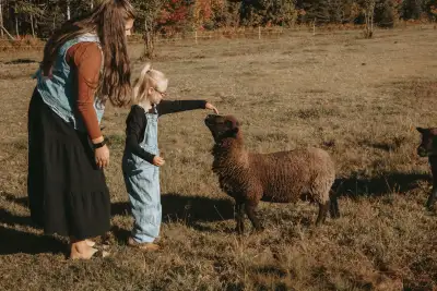 babydoll sheep breeding trio, View more