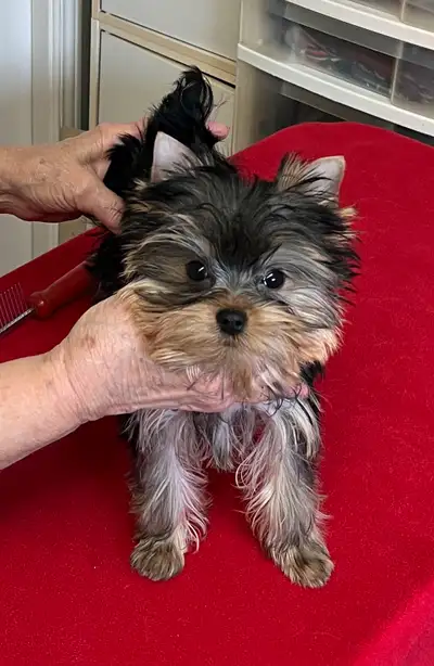 Purebred, registered, microchipped, vaccinated 6 month old healthy male Yorkshire Terrier. Playful w...