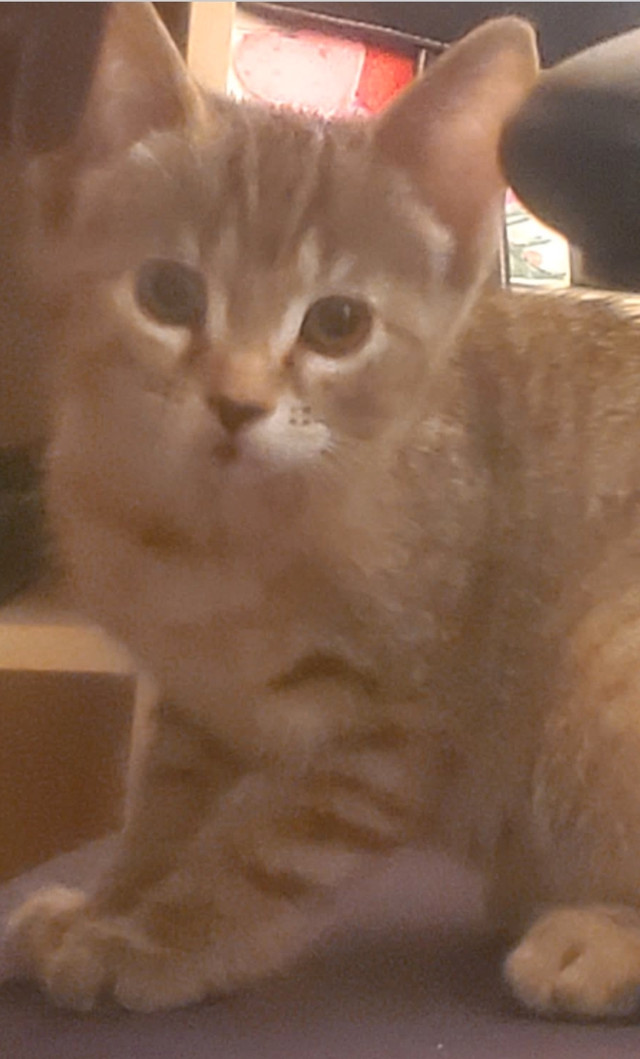 Chatons prêts à partir dans Chats et chatons à adopter  à Ville de Québec - Image 2