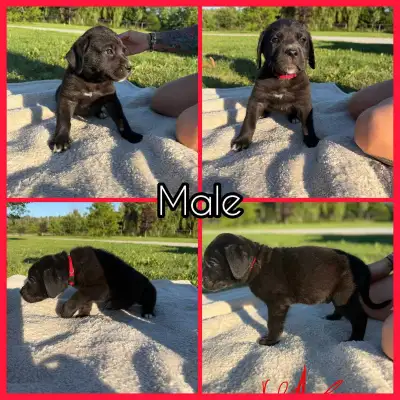 Cane Corso Puppies, View more