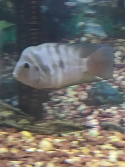 CICHILD FISH, View more