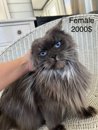 High quality TICA registered Maine Coon 