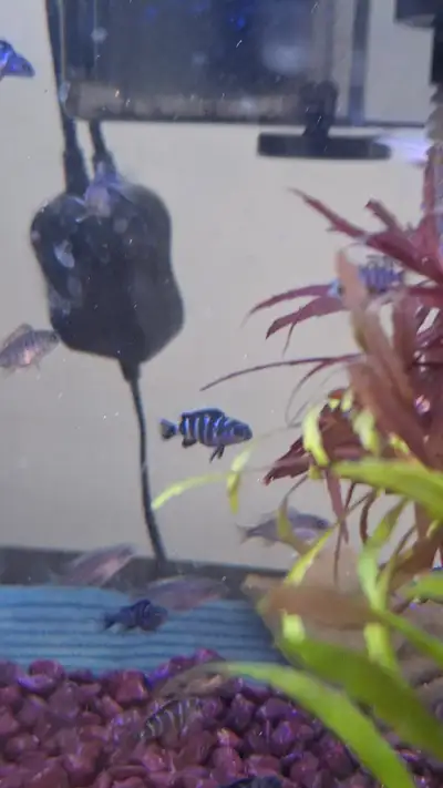 10 Demansoni left at around 1 inch $5.00 each 7 or 8 Yellow lab. 0.5 inches. 2.00 each 8 OB peackock...