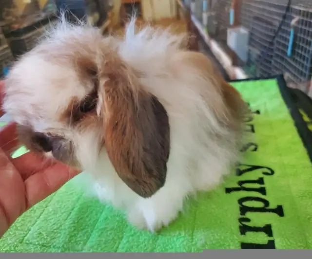 Extraodinaires! Bébés lapins mini rex baby bunny rabbits in Small Animals for Rehoming in City of Montréal - Image 8