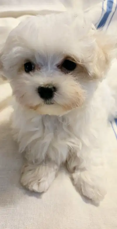 Maltese puppies  - ready for their new home, View more