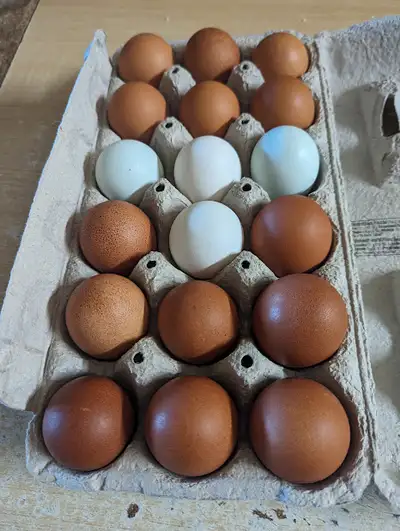 FARM FRESH EGGS FOR SALE, View more