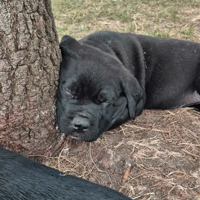 5 availavle. Ready to go. Purebred Cane Corso Puppies in Dogs & Puppies for Rehoming in Winnipeg - Image 6