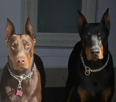 STUNNING European Doberman Puppies AVAILABLE, View more