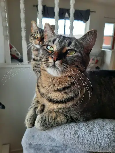 Chats à adopter, View more
