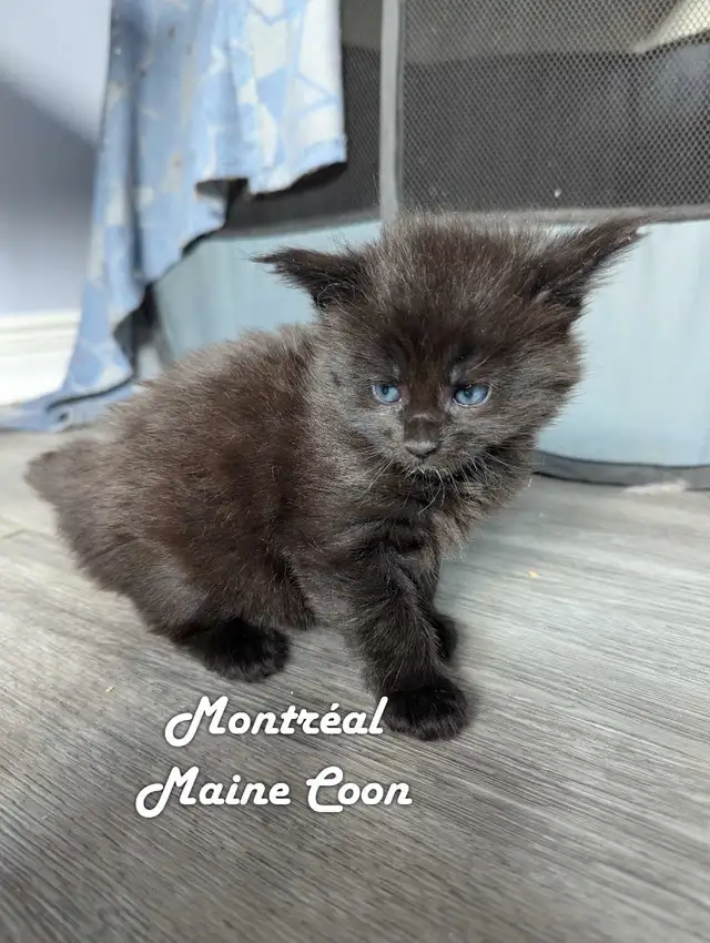 Maine Coon pure race in Cats & Kittens for Rehoming in City of Montréal - Image 6