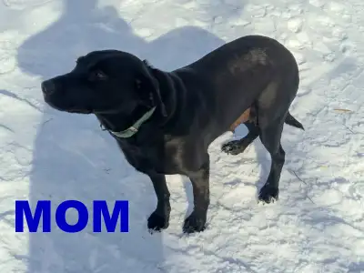 Pyrenees/Lab/Rottweiler/Bernard Puppies for Re-homing, View more