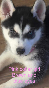 Siberian Husky puppies ready 4 Rehoming 