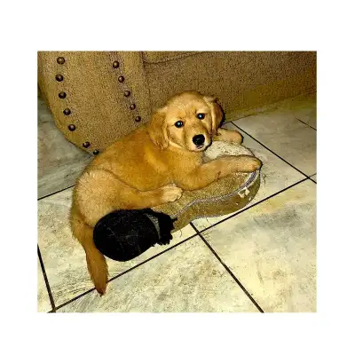 Gorgeous Red Female / Male  Golden Retriever Puppy - Ready To Go, View more