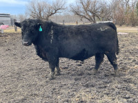 3 year old Proven Calving Ease Black Angus Bull