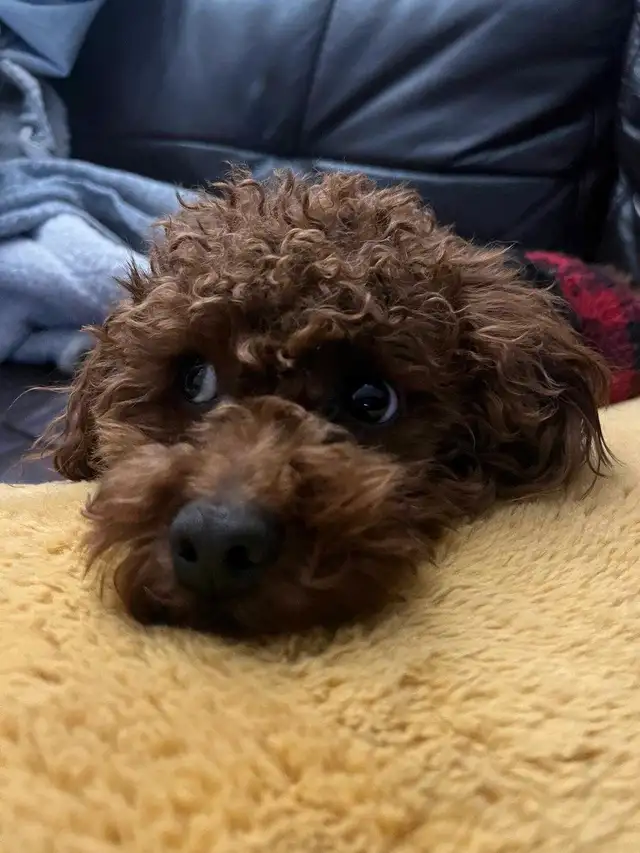 2 Dogs / Pets for Sale. Golden Doodle and Toy poodle in Dogs & Puppies for Rehoming in Ottawa - Image 5
