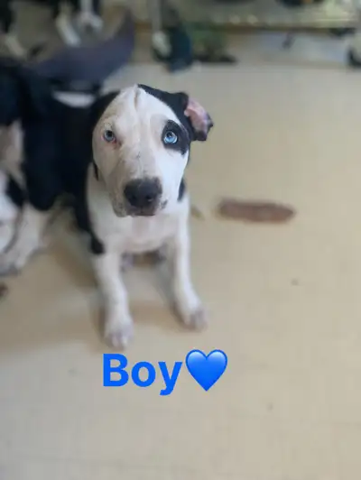 Puppies for adoption!!! So my beautiful dog has given birth and We need to rehome 3 amazing puppies....