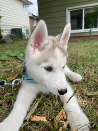  Husky pup , looking for forever home