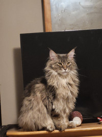 Male Mainecoon cat fixed