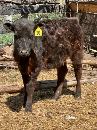 Angus calf 300-350