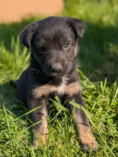 German shepherd Husky mix puppies, View more