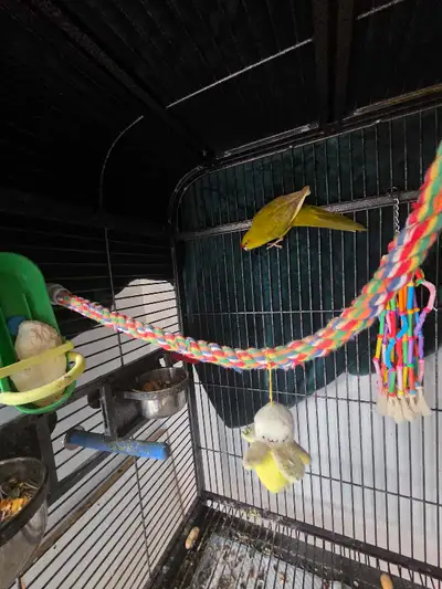 Kakariki Parrot for Sale  Cage & Accessories Included, View more