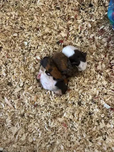  Baby guinea pig and dad , View more