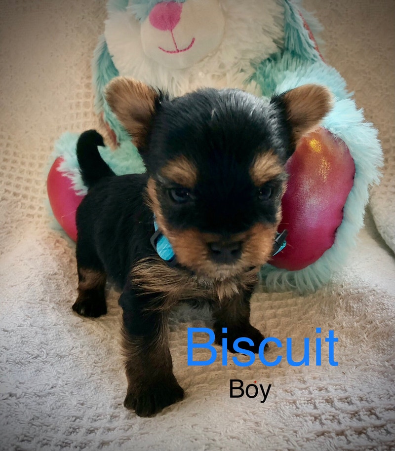 Yorkshire terriers Dogs & Puppies for Rehoming Vancouver Kijiji