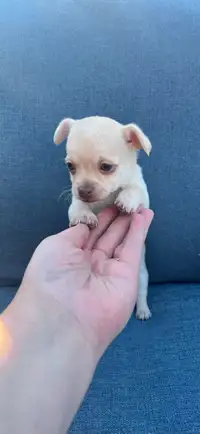 5 week old Chihuahua & PooChi puppies! Ready to go June 2nd  