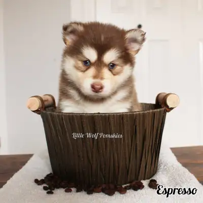 Choclate pomsky puppies available for reservations. First 5 Pic. Are males Last 2 are female. Most o...