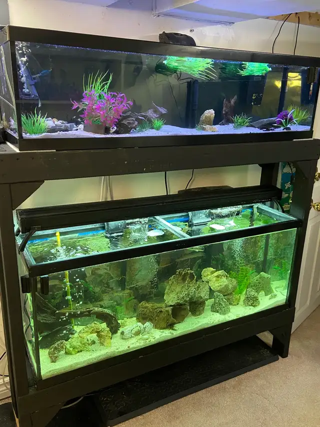 30 GALLON AQUARIUM FISH TANK - Pickering  in Fish for Rehoming in City of Toronto - Image 6