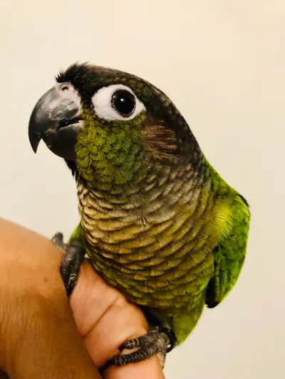 Handfed Baby Conure Parrots, View more