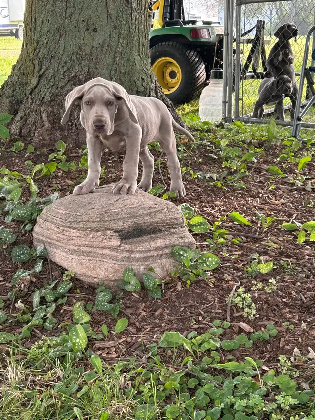 Purebred Great Dane puppies- 4 generations on site in Dogs & Puppies for Rehoming in Stratford - Image 2