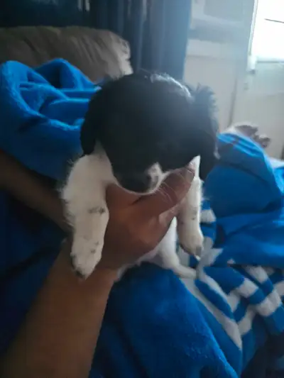 puppies for sale, View more