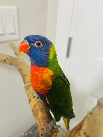 Very Tame, beautiful and full of fun ! 7 months old, born on 20 September 2025.