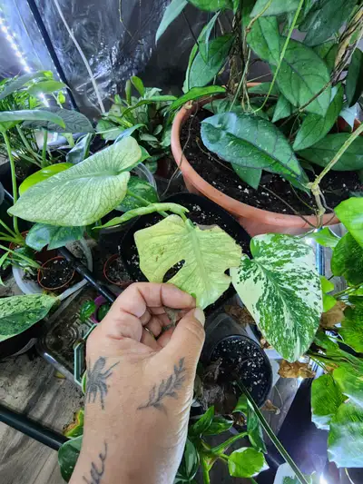 Mystery plant boxes small,medium and large, View more