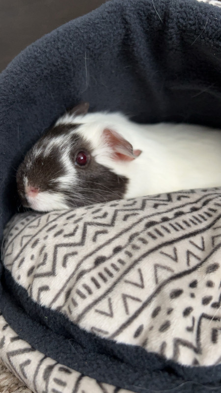 Female guinea pig in Small Animals for Rehoming in Sudbury