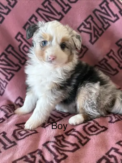 mini Australian shepherds, View more