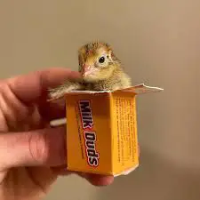 ✨ 1-7 Days Old | Hatched by Us | All Colors Available! ✨ Looking for healthy, vibrant baby quail? Ou...