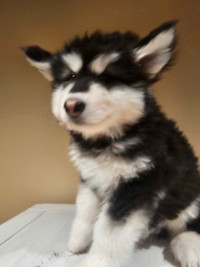 Help Find Forever Homes for 6 Alaskan Puppy Siblings!