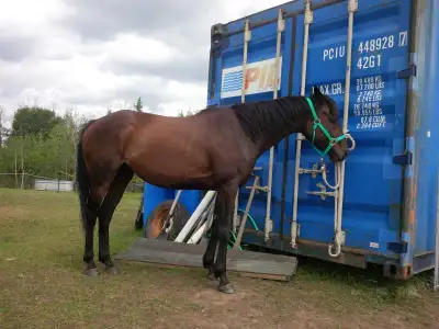 Thoroughbred mare, View more