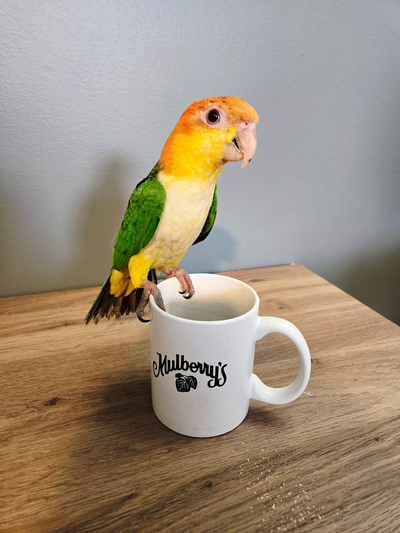 ~ White bellied caique ready for new home ~, View more
