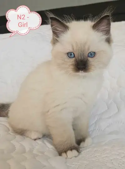 Ragdoll kittens, View more