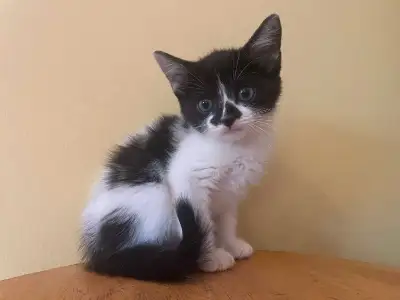 kittens left patiently waiting for their furever homes!, View more