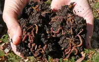 $10 for 30 Earthworms
